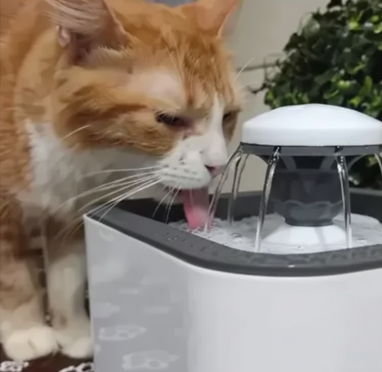 Bebedero Para Mascotas, Fuente Automática De Agua Para Gatos Y Perros Color Blanco